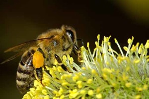 Durch die Fütterung mit Gelee Royale entsteht eine Bienenkönigin.