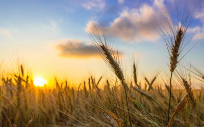 Gluten – das Problem aus dem vollen Korn